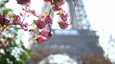 Paris, Fransa 'da kiraz ağaçlarının çiçek açtığı Eyfel Kulesi manzarası