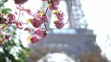 Paris, Fransa 'da kiraz ağaçlarının çiçek açtığı Eyfel Kulesi manzarası