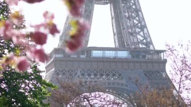 Paris, Fransa 'da kiraz ağaçlarının çiçek açtığı Eyfel Kulesi manzarası