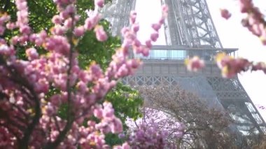 Paris, Fransa 'da kiraz ağaçlarının çiçek açtığı Eyfel Kulesi manzarası