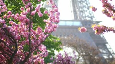 Paris, Fransa 'da kiraz ağaçlarının çiçek açtığı Eyfel Kulesi manzarası