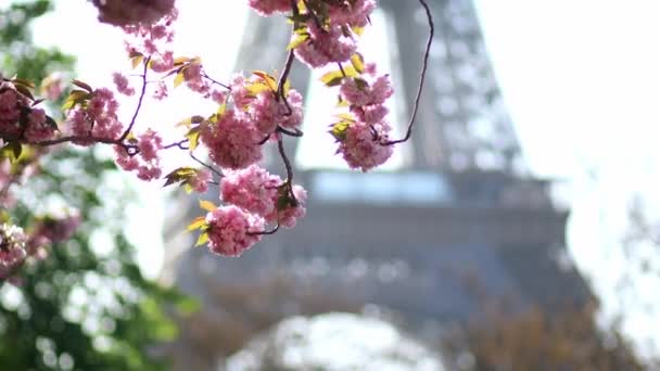 Живописный Вид Эйфелеву Башню Цветущими Сакурой Полном Расцвете Париже Франция — стоковое видео