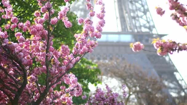 Szenische Ansicht Des Eiffelturms Mit Kirschblütenbäumen Voller Blüte Paris Frankreich — Stockvideo