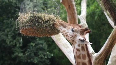 Hayvanat bahçesinde ya da safari parkında yeşil yapraklar yiyen zürafa.