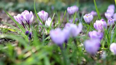 Bir bahar günü yeşil çimlerde güzel mor timsahlar