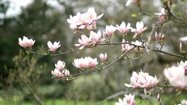 Biała Magnolia Pełnym Rozkwicie Paryskiej Ulicy Wiosenny Dzień Początek Wiosny — Wideo stockowe