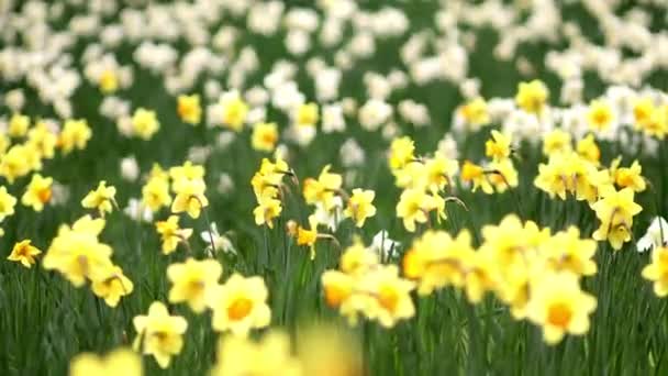 Många Gula Narcisser Gräset Vårdag Vårens Första Blommor — Stockvideo
