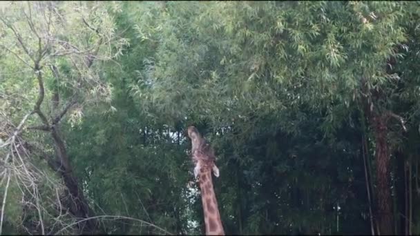 동물원이나 사파리 공원에서 야외에서 — 비디오