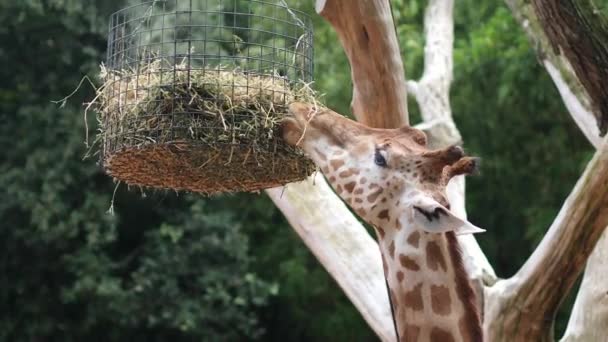 Girafe Manger Des Feuilles Vertes Extérieur Sur Zoo Parc Safari — Video