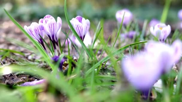 美丽的紫色番红花在春日的绿草上 — 图库视频影像