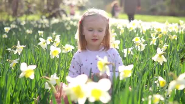 Дошкільнята Сидять Траві Жовтими Нарцисами Дитина Дивиться Квіти Весняний День — стокове відео