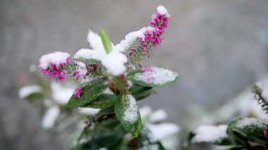 Bir dalda çiçekleri kaplayan kar