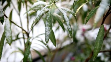 Yeşil yapraklarla kaplı kar bitkisi. Paris, Fransa 'da alışılmadık hava koşulları