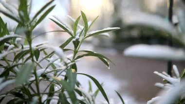 Yeşil yapraklarla kaplı kar bitkisi. Paris, Fransa 'da alışılmadık hava koşulları