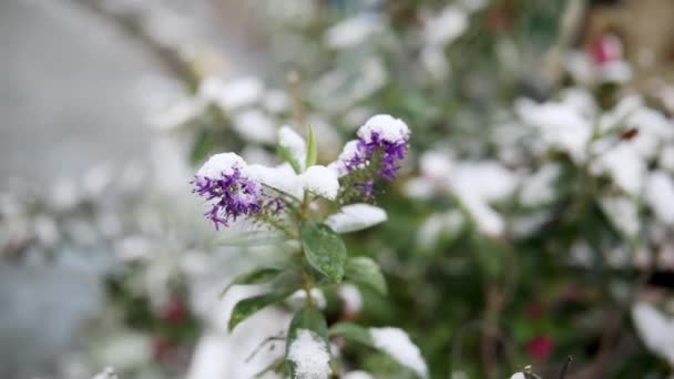 Schnee Bedeckt Blumen Auf Einem Zweig — Stockvideo