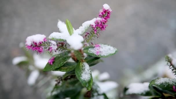 Fleurs Couverture Neige Sur Une Branche — Video