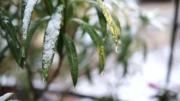 Neve Cobrindo Planta Com Folhas Verdes Condições Meteorológicas Incomuns Paris — Vídeo de Stock