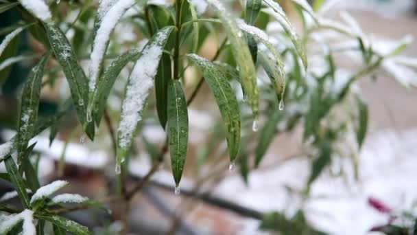 Neve Cobrindo Planta Com Folhas Verdes Condições Meteorológicas Incomuns Paris — Vídeo de Stock