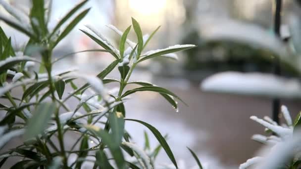 Impianto Copertura Neve Con Foglie Verdi Condizioni Meteo Insolite Parigi — Video Stock