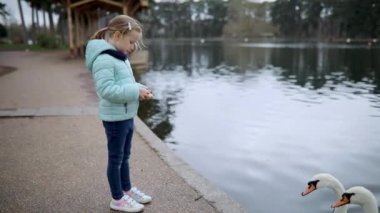 Fransa 'nın Paris şehrinde güzel bir bahar gününde kuğuları besleyen sevimli anaokulu kızı..