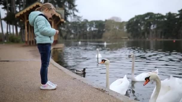Adorable Niña Preescolar Alimentando Cisnes Bonito Día Primavera Parque París — Vídeo de stock