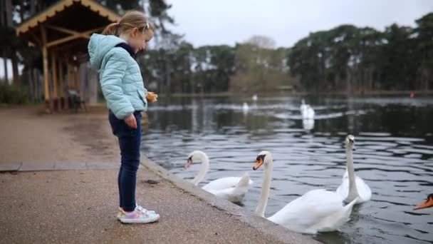 Adorable Niña Preescolar Alimentando Cisnes Bonito Día Primavera Parque París — Vídeo de stock