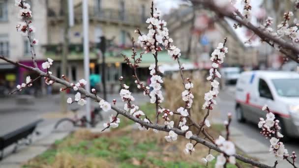 Oddział Pięknymi Białymi Kwiatami Pełnym Rozkwicie Wiosenny Dzień Ulicy Paryża — Wideo stockowe
