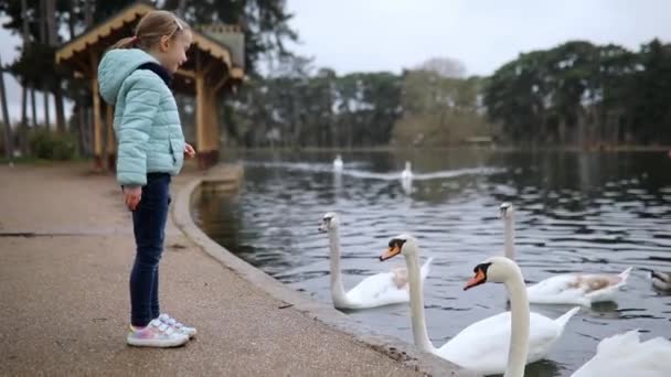 在一个美丽的春天 在法国巴黎的一个公园里 可爱的学龄前女孩正在喂天鹅 — 图库视频影像