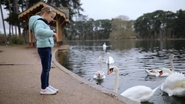 フランスのパリの公園で素敵な春の日にスワンに餌を与える愛らしい幼稚園の少女 — ストック動画
