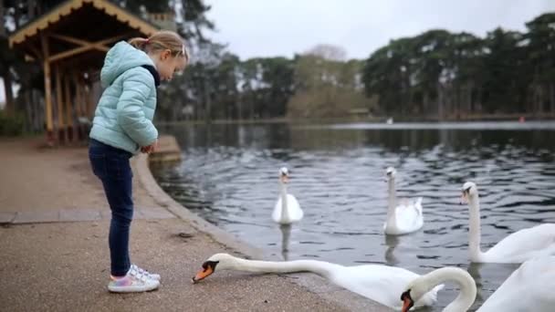 フランスのパリの公園で素敵な春の日にスワンに餌を与える愛らしい幼稚園の少女 — ストック動画