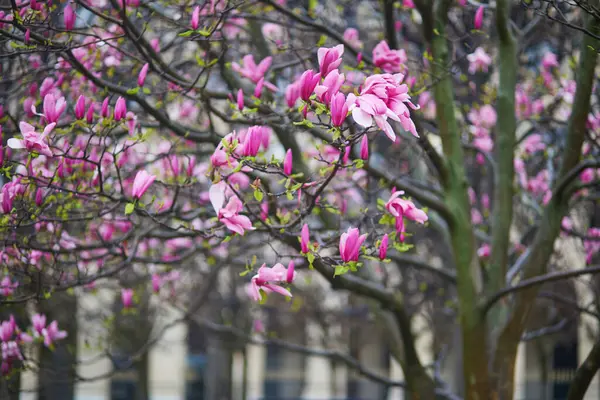Rosa Magnolia Träd Blommor Vår Regnig Dag Paris Frankrike Royaltyfria Stockbilder