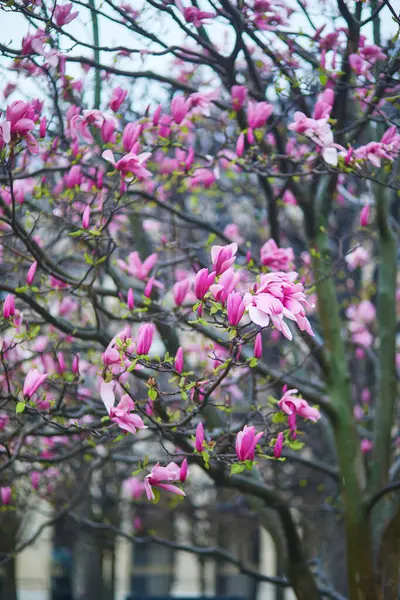 Fiori Magnolia Rosa Giorno Pioggia Primaverile Parigi Francia Fotografia Stock