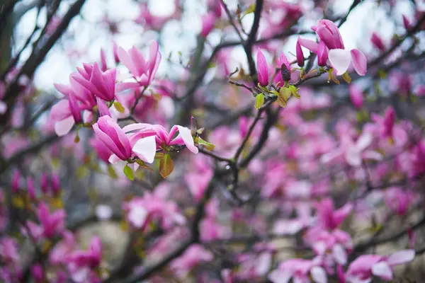 Rosa Magnolia Träd Blommor Vår Regnig Dag Paris Frankrike Stockbild