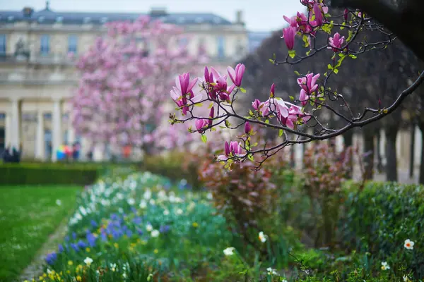 Fransa Paris Bahar Yağmurlu Bir Günde Pembe Manolya Ağacı Çiçekleri Telifsiz Stok Imajlar