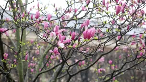 Pink Magnolia Tree Flowers Spring Rainy Day Paris France — Stock Video