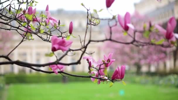 Różowe Kwiaty Magnolii Wiosenny Deszczowy Dzień Paryżu Francja — Wideo stockowe