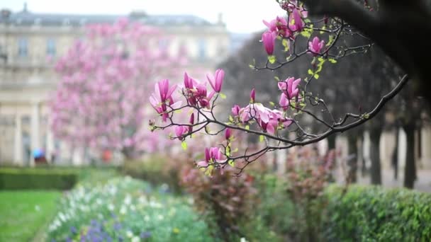 Rosa Magnolia Träd Blommor Vår Regnig Dag Paris Frankrike — Stockvideo
