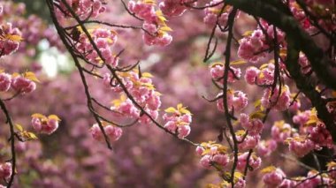 Fransa, Paris yakınlarındaki Parc de Sceaux 'da güneşli bir bahar gününde güzel pembe çiçekli kiraz ağacı dalı.