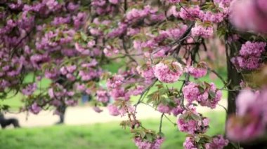 Fransa, Paris yakınlarındaki Parc de Sceaux 'da güneşli bir bahar gününde güzel pembe çiçekli kiraz ağacı dalı.