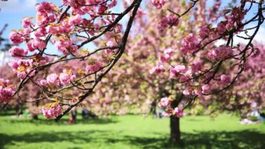 Paris, Fransa yakınlarındaki Parc de Sceaux 'da güneşli bir bahar gününde güzel pembe çiçekli kiraz ağaçları.