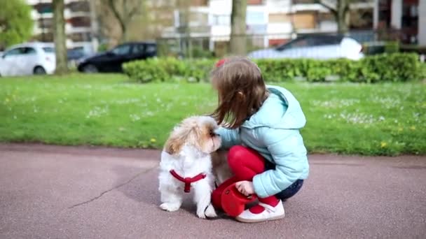 Adorable Niña Preescolar Paseando Perro Shih Tzu Con Correa Parque — Vídeos de Stock