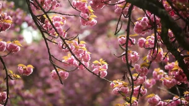 Κλαδί Κερασιάς Όμορφα Ροζ Λουλούδια Μια Ηλιόλουστη Ανοιξιάτικη Μέρα Στο — Αρχείο Βίντεο