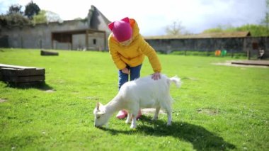 Çiftlikte keçilerle oynayan sevimli küçük kız. Çocuk kendini hayvanlara tanıtıyor. Küçük çocuklar için tarım ve bahçe işleri. Çocuklar için açık hava yaz aktiviteleri