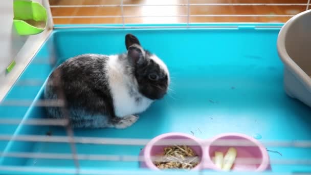 Очаровательный Чёрно Белый Домашний Кролик Клетке Животные Дома — стоковое видео