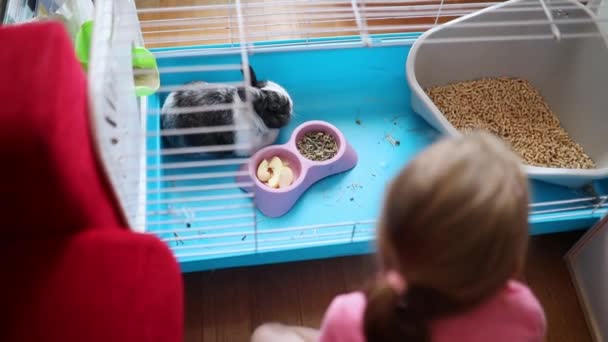Niña Preescolar Que Comunica Con Adorable Conejo Doméstico Blanco Negro — Vídeos de Stock