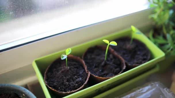 在家里的花盆里 有绿色的柚子芽 种植种子 种植蔬菜 — 图库视频影像