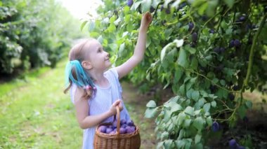 Sevimli anaokulu kızı çiftlikten taze organik erik topluyor. Küçük çocuklar için lezzetli sağlıklı atıştırmalıklar. Küçük çocuklar için açık hava yaz aktiviteleri
