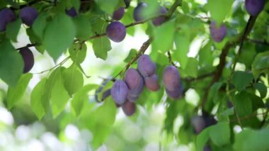 Çiftlikteki ya da meyve bahçesindeki dallarda olgunlaşan lezzetli mavi erikler