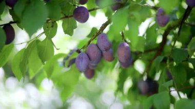 Çiftlikteki ya da meyve bahçesindeki dallarda olgunlaşan lezzetli mavi erikler