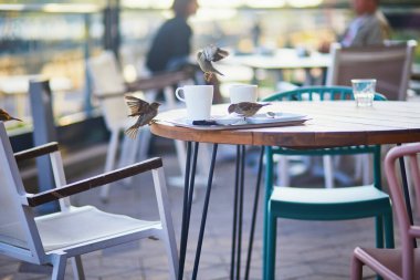 Serçe kuşlar açık bir kafenin tabağından arta kalan yemekleri yiyorlar.